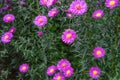 A bee collecting nectar from purple pink cosmos flower, macro Royalty Free Stock Photo