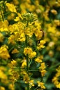 Bee collecting the nectar from rapeseed flowers Royalty Free Stock Photo