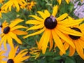 A bee collecting nectar on a rudbeckia flower Royalty Free Stock Photo