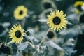 Bee collecting nectar of sunflower in bright summer day, toned shot Royalty Free Stock Photo