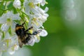 Bee collecting nectar from Sweetberry honeysuckle flowers in spring Royalty Free Stock Photo