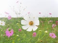 Bee collecting nectar from white cosmos flower Royalty Free Stock Photo