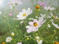 Bee collecting nectar from white cosmos flower with yellow pollen in cosmos flower fields. Royalty Free Stock Photo