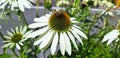 A bee collecting nectar on a white echinacea purpurea flower Royalty Free Stock Photo