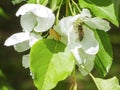 A bee collecting nectar from white flowers of Apple trees in the garden