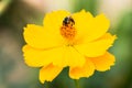 A bee collecting nectar on yellow cosmos Royalty Free Stock Photo