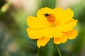 A bee collecting nectar on yellow cosmos Royalty Free Stock Photo