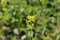 Bee collecting nutrient rich honey and beeswax from organic fresh green hybrid mustard yellow flowers