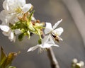 Bee on a flower, collecting polen from a cherry flower