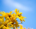 Bee collecting polen from yellow flowers