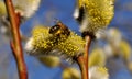 Bee collecting pollen