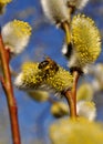 Bee collecting pollen Royalty Free Stock Photo