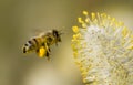 Bee Collecting Pollen Royalty Free Stock Photo