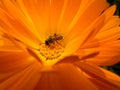 Bee collecting pollen