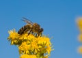 Bee collecting pollen