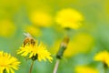 Bee collecting pollen on bright yellow dandelion flower. Taraxacum blossoming flower Royalty Free Stock Photo