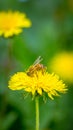Bee collecting pollen on bright yellow dandelion flower. Taraxacum blossoming flower Royalty Free Stock Photo