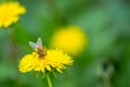 Bee collecting pollen on bright yellow dandelion flower. Taraxacum blossoming flower Royalty Free Stock Photo