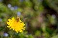 Bee collecting pollen on bright yellow dandelion flower. Taraxacum blossoming flower Royalty Free Stock Photo