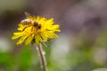 Bee collecting pollen on bright yellow dandelion flower. Taraxacum blossoming flower Royalty Free Stock Photo