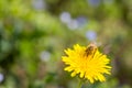 Bee collecting pollen on bright yellow dandelion flower. Taraxacum blossoming flower Royalty Free Stock Photo