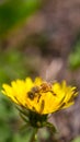 Bee collecting pollen on bright yellow dandelion flower. Taraxacum blossoming flower Royalty Free Stock Photo