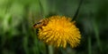 Bee collecting pollen from a dandelion flower Royalty Free Stock Photo
