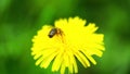 Bee collecting pollen from the dandelion. Close up