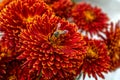 A bee collecting pollen from a deep red with yellow edge Chrysanthemum flower Royalty Free Stock Photo