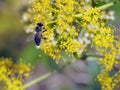 Bee collecting pollen from a flower on a mountain in Greece in Spring Royalty Free Stock Photo