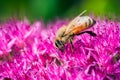 Bee Collecting Pollen