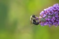 Bee collecting pollen at flowers