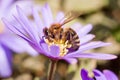 Bee collecting pollen on a grecian wildflower Royalty Free Stock Photo