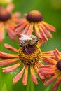 Bee collecting pollen from a Helenium flowers Royalty Free Stock Photo