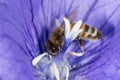 Bee collecting pollen inside a flower Royalty Free Stock Photo