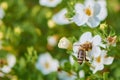 Bee inside a snowflake flower