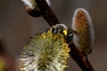 Bee collecting pollen from the kidney