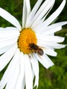 Bee collecting pollen from a large daisy Royalty Free Stock Photo