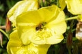 Bee collecting pollen from a Large Flowered Evening Primrose wildflower Royalty Free Stock Photo