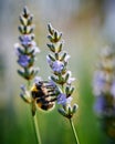 Bee collecting pollen on Lavender flower macro close up Royalty Free Stock Photo