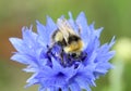 Bee Collecting Pollen macro