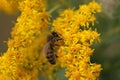 Bee collecting pollen Royalty Free Stock Photo