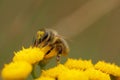 Bee collecting pollen Royalty Free Stock Photo