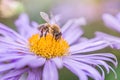 bee collecting pollen or nectar from Aster alpinus or Alpine aster purple or lilac flower. Blue flower like a daisy in