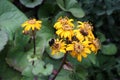 A bee visiting a Leopard plant Royalty Free Stock Photo