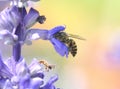 Bee collecting pollen and nectar from a purple flower Royalty Free Stock Photo