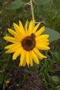 A bee collecting pollen or nectar from a sunflower Royalty Free Stock Photo