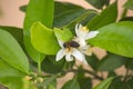 Bee collecting pollen among orange blossoms Royalty Free Stock Photo