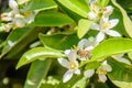 Bee collecting pollen from an orange tree flower Royalty Free Stock Photo