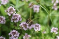 Bee collecting pollen